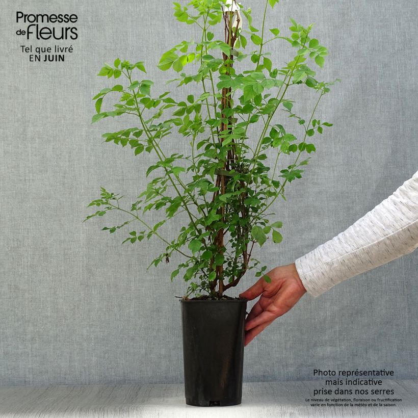 Tecoma capensis 2L/3L pot sample as delivered in summer