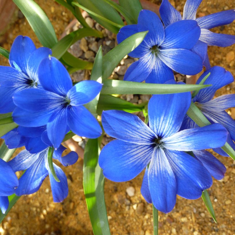 Tecophilaea cyanocrocus  (Flowering)