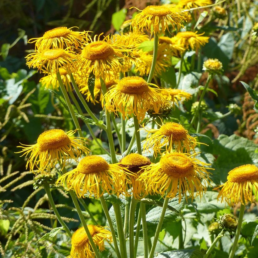 Telekia speciosa (Flowering)