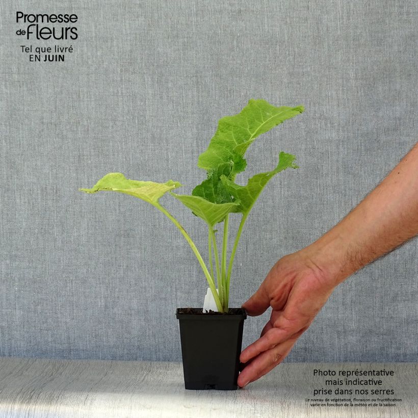 Telekia speciosa 8/9 cm pot sample as delivered in summer