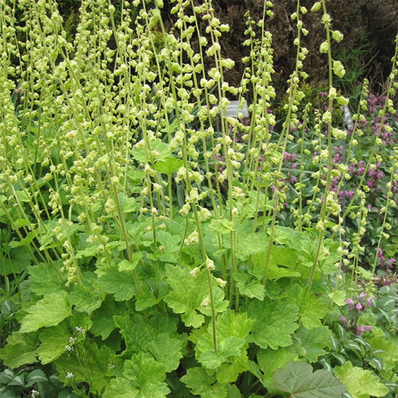 Tellima grandiflora (Plant habit)