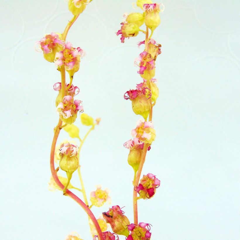Tellima grandiflora Rubra (Flowering)