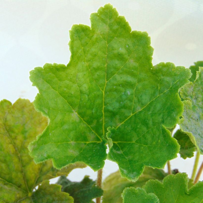 Tellima grandiflora (Foliage)