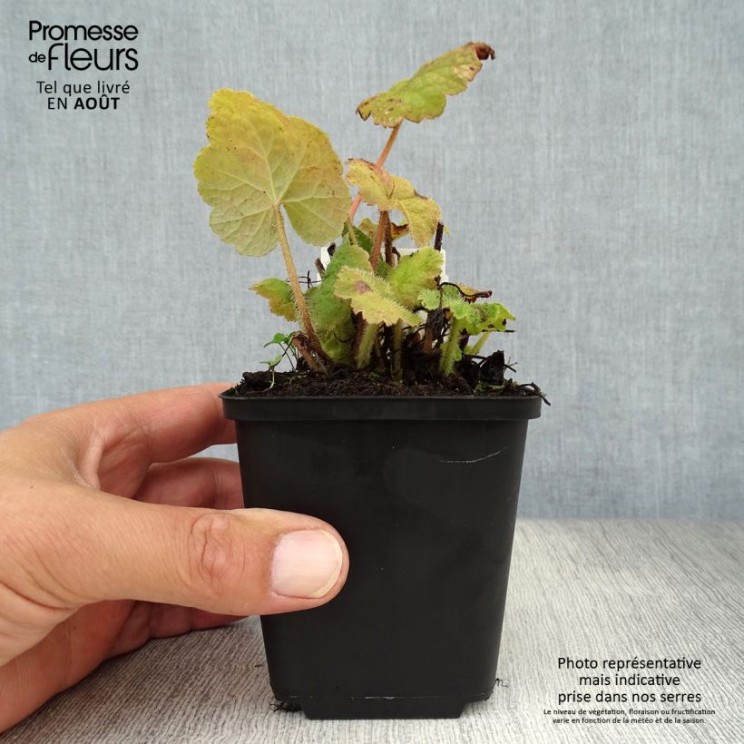 Tellima grandiflora 8/9 cm pot sample as delivered in summer