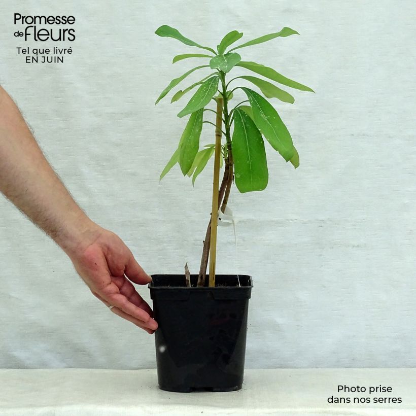 Telopea Emperors Torch 2L/3L pot sample as delivered in summer