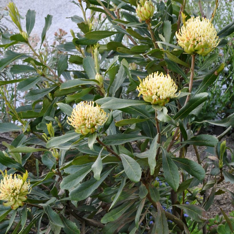 Telopea Shady Lady Yellow (Plant habit)