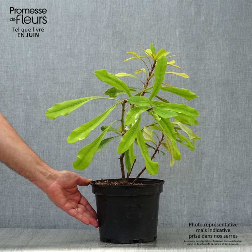 Telopea Shady Lady Yellow 4L/5L pot sample as delivered in summer