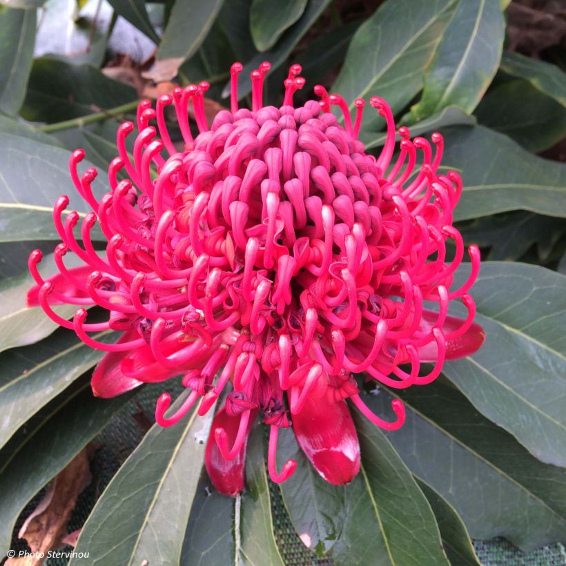 Telopea speciosissima (Flowering)