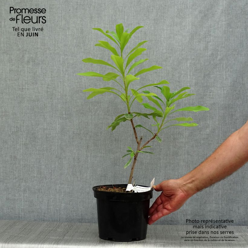 Telopea speciosissima 4L/5L pot sample as delivered in summer