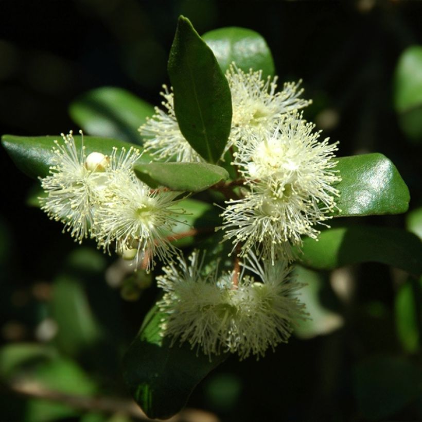 Temu divaricatum Heaven Scent (Flowering)