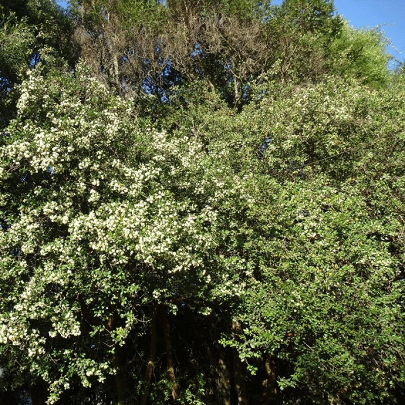 Temu divaricatum Heaven Scent (Plant habit)