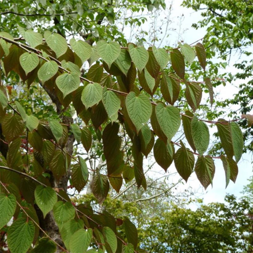 Tetracentron sinense (Foliage)