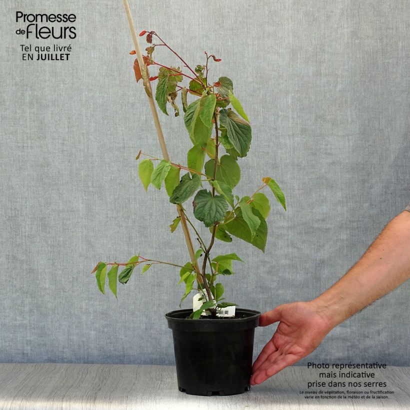 Tetracentron sinense 2L/3L pot sample as delivered in summer