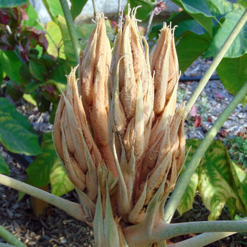 Tetrapanax papyrifera Rex - Chinese rice-paper Plant (Flowering)