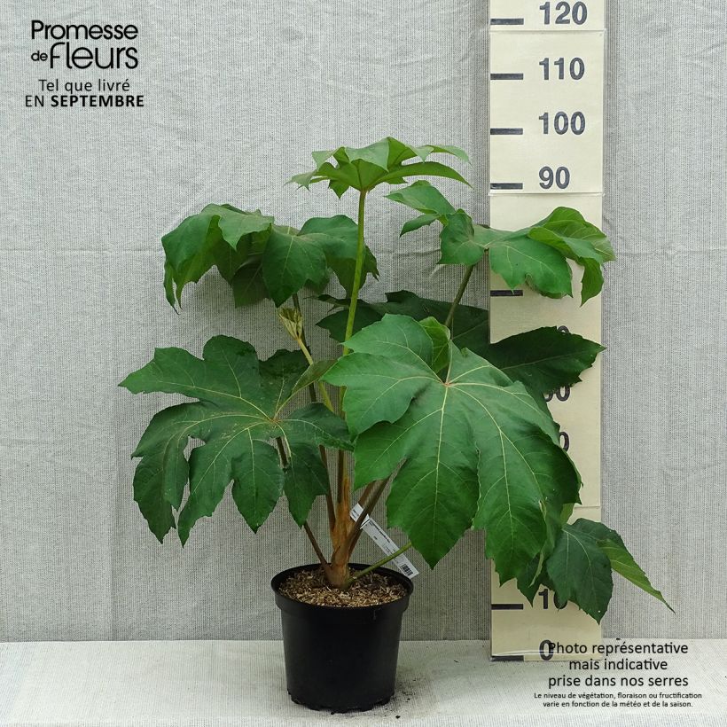 Tetrapanax papyrifera Rex - Chinese rice-paper Plant 6L/7L pot sample as delivered in summer