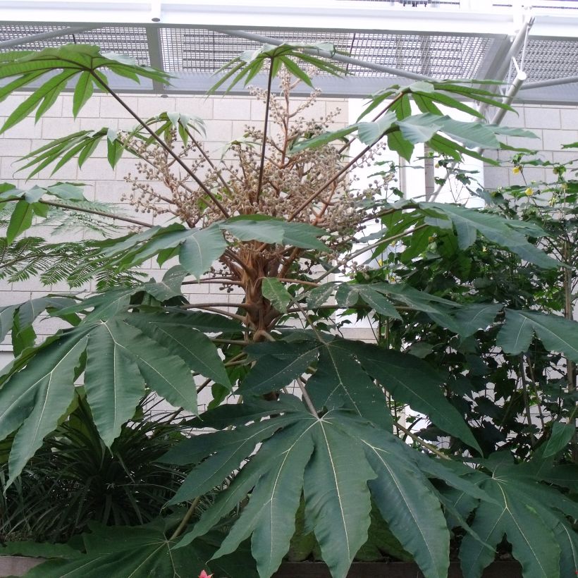 Tetrapanax papyrifera Rex - Chinese rice-paper Plant (Foliage)