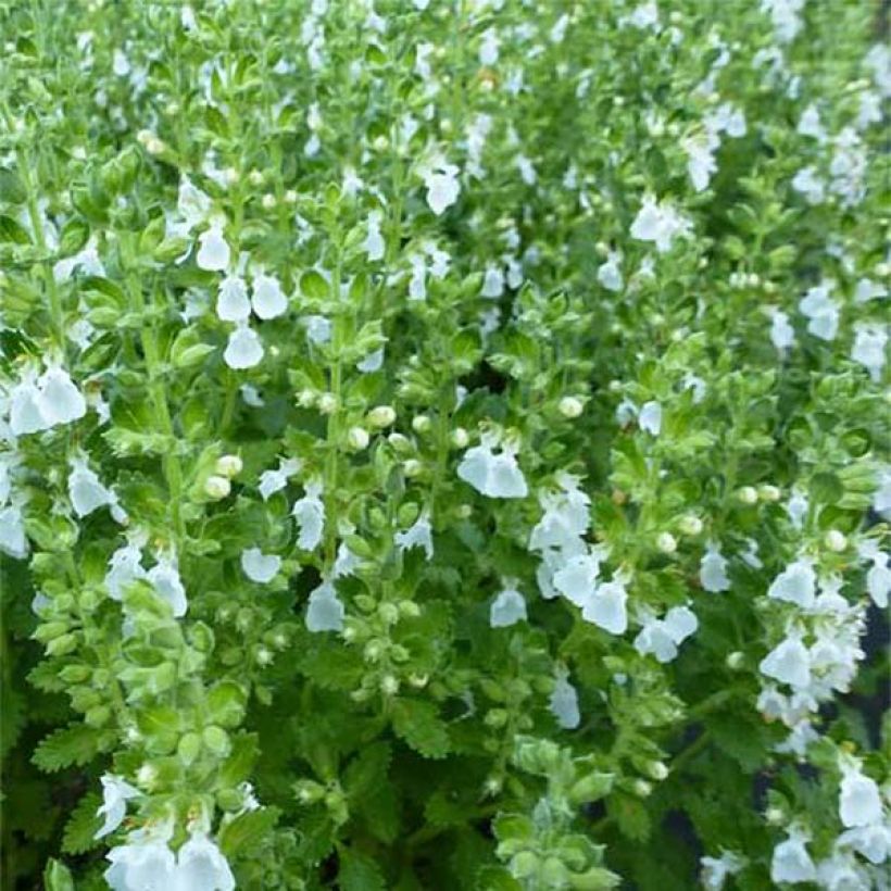 Teucrium chamaedrys Alba - Germander (Foliage)