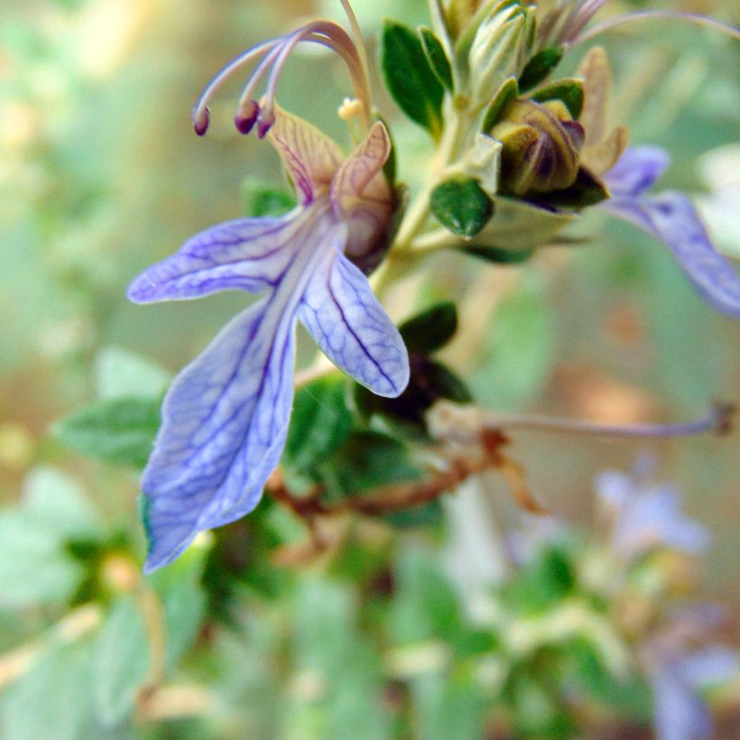 Teucrium fruticans Azureum - Tree Germander (Flowering)