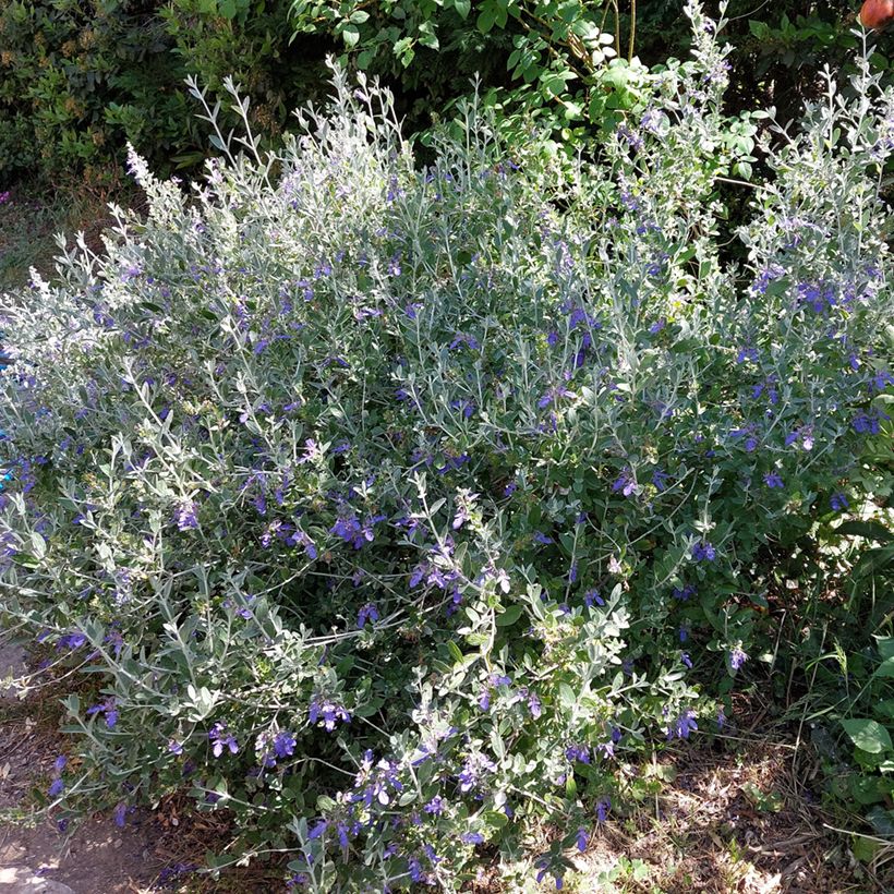 Teucrium fruticans Azureum - Tree Germander (Plant habit)