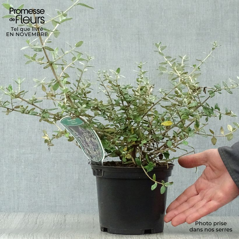 Teucrium fruticans Azureum - Tree Germander 2L/3L pot sample as delivered in autumn