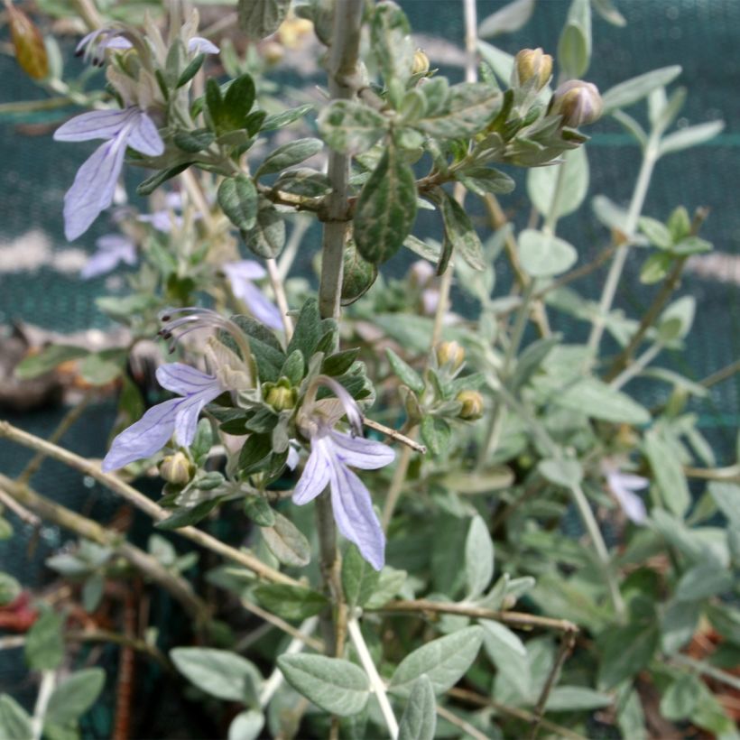 Teucrium fruticans - Tree Germander (Foliage)