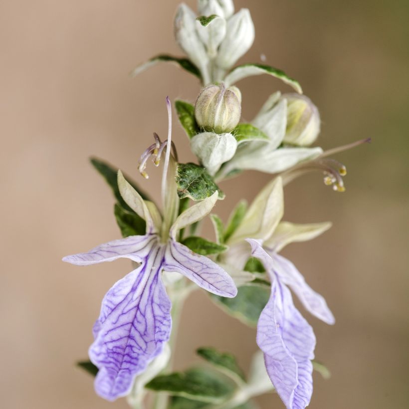 Teucrium fruticans - Tree Germander (Flowering)