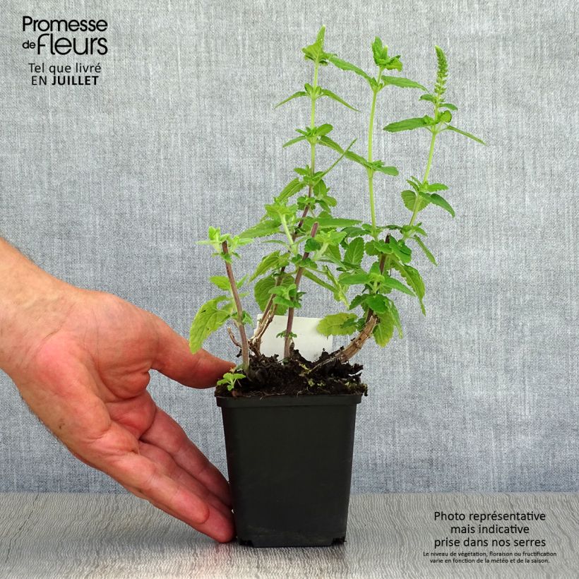 Teucrium hircanicum - Germander 8/9 cm pot sample as delivered in summer
