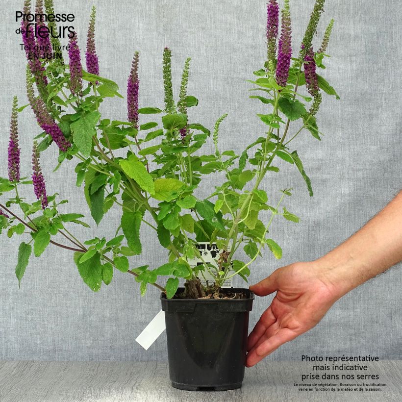 Teucrium hircanicum Paradise Delight - Germander 2L/3L pot sample as delivered in summer