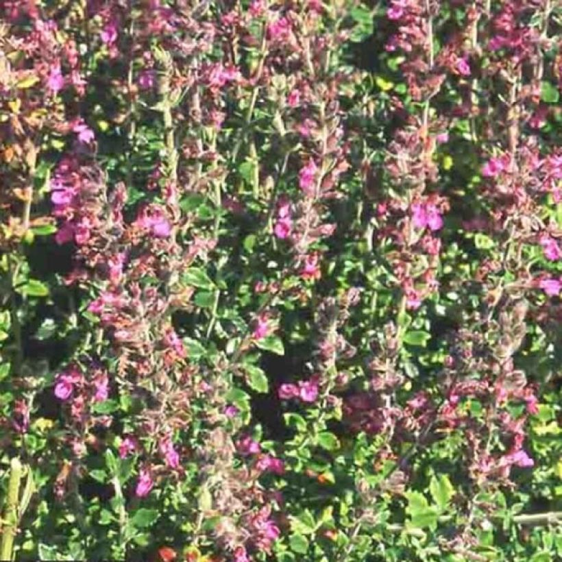 Teucrium x lucidrys  (Flowering)