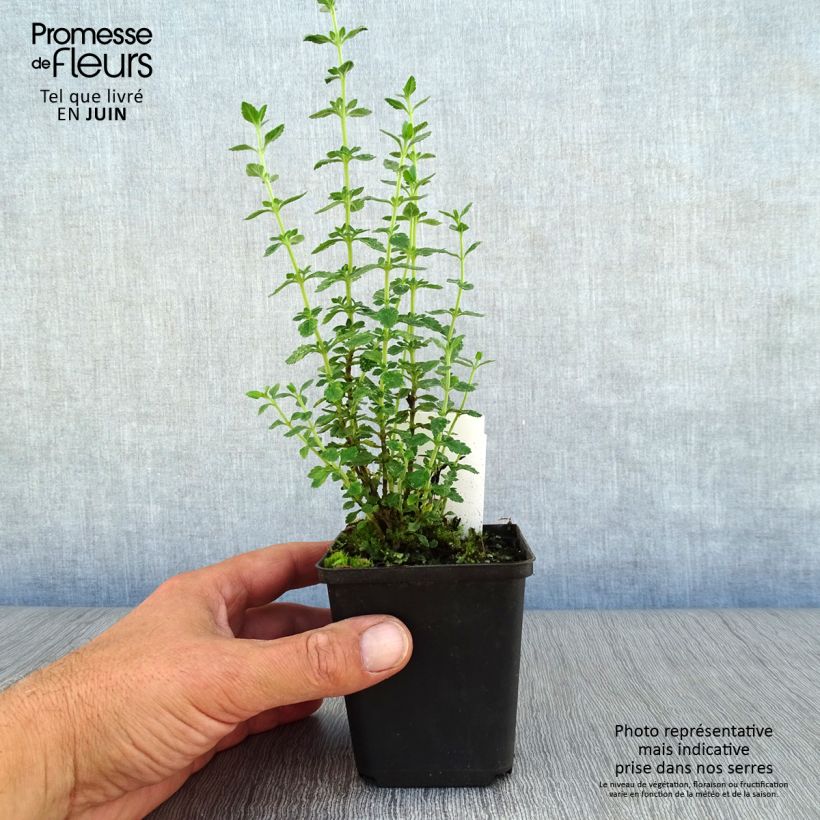 Teucrium x lucidrys  8/9 cm pot sample as delivered in summer