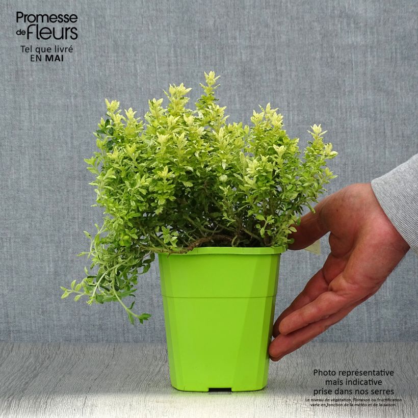 Teucrium lucidrys Lucky Gold - Germander 1.5L/2L pot sample as delivered in spring
