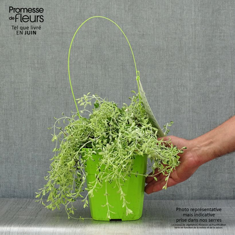 Teucrium lucidrys Lucky Gold - Germander 4L/5L pot sample as delivered in summer