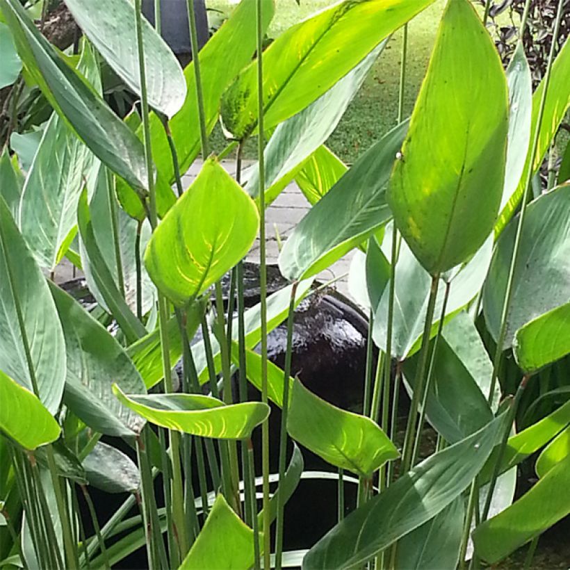 Thalia dealbata (Foliage)