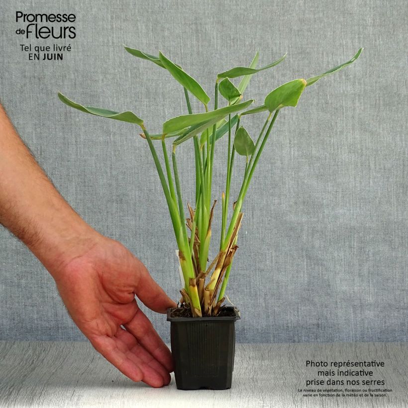 Thalia dealbata 8/9 cm pot sample as delivered in summer