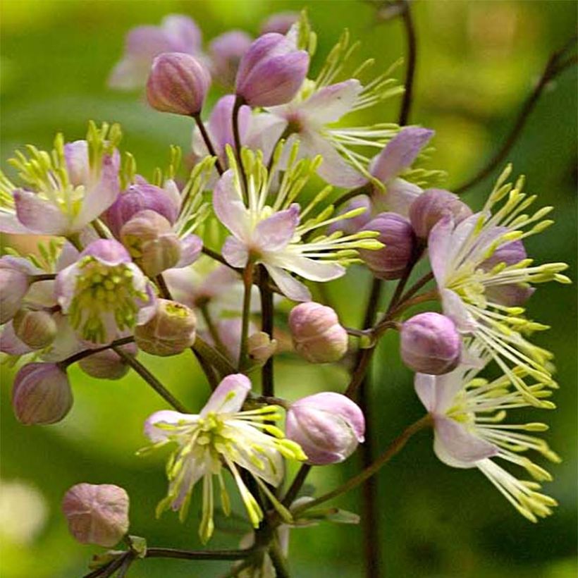 Thalictrum Anne - Meadow-rue (Flowering)