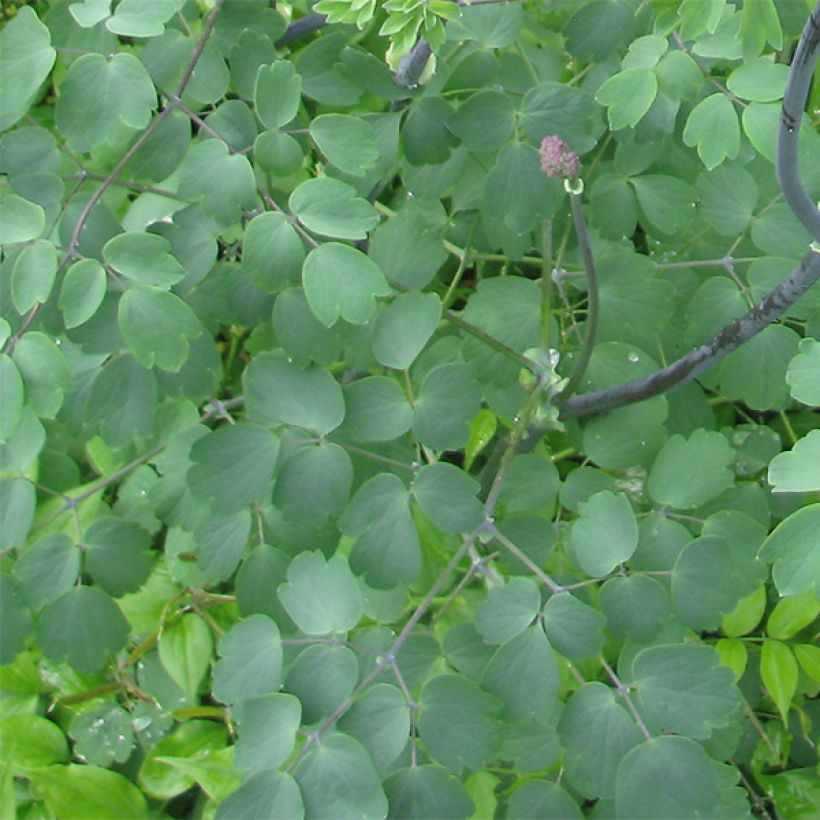 Thalictrum Black Stockings - Meadow-rue (Foliage)