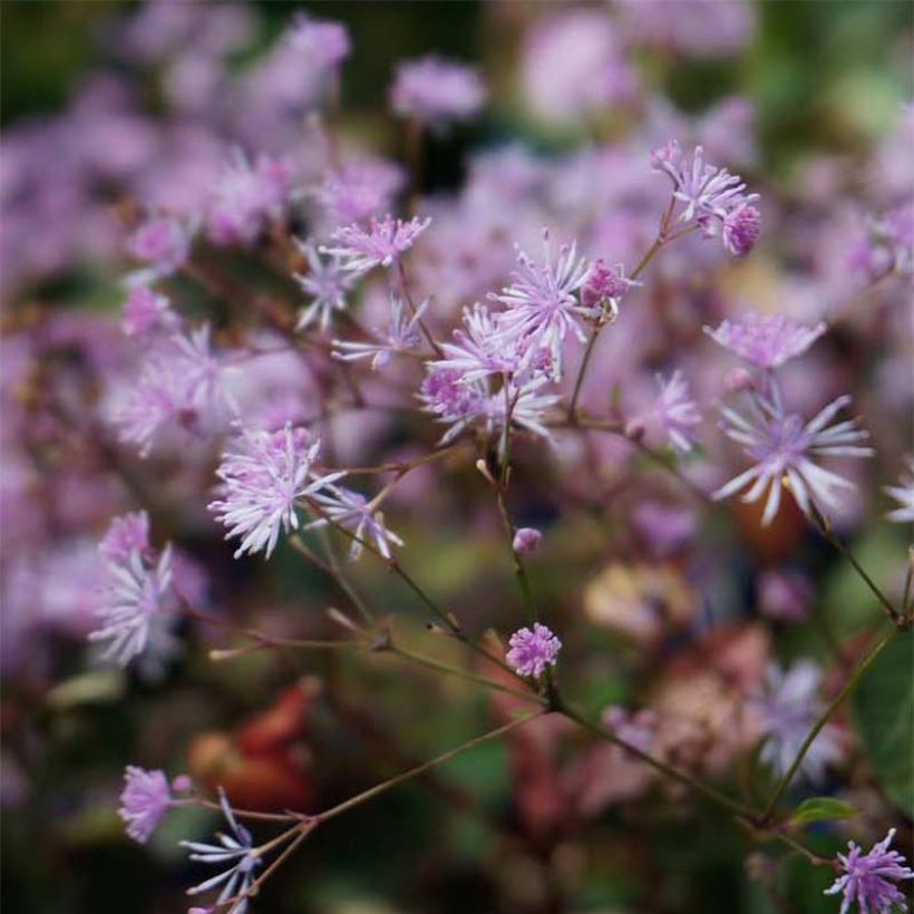 Thalictrum ichangense Evening Star - Meadow-rue (Flowering)