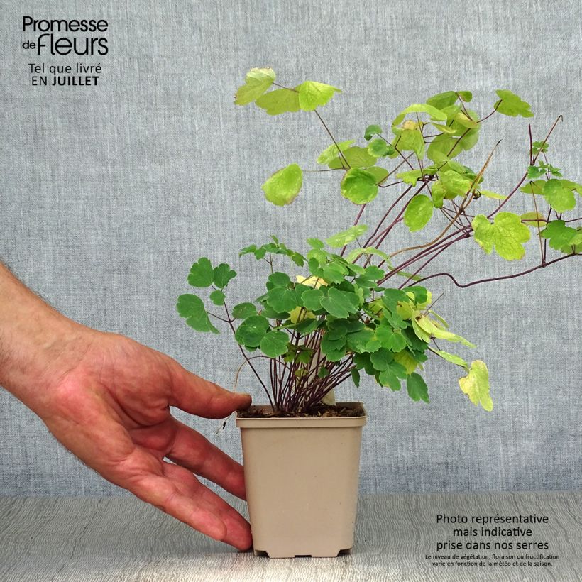 Thalictrum Little Pinkie - Meadow-rue 8/9 cm pot sample as delivered in summer