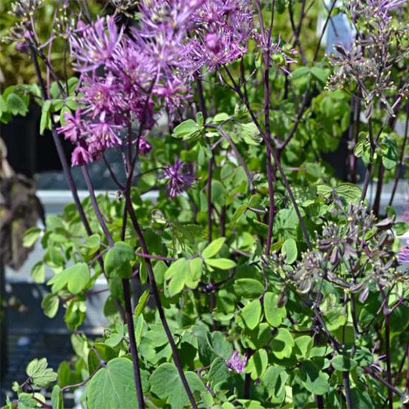 Thalictrum Purplelicious - Meadow-rue (Flowering)