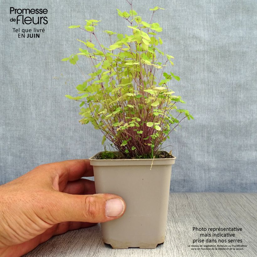 Thalictrum Purplelicious - Meadow-rue 8/9 cm pot sample as delivered in summer