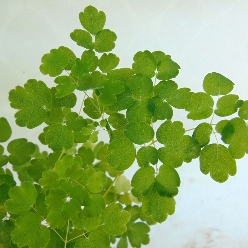 Thalictrum aquilegifolium Album - Meadow-rue (Foliage)