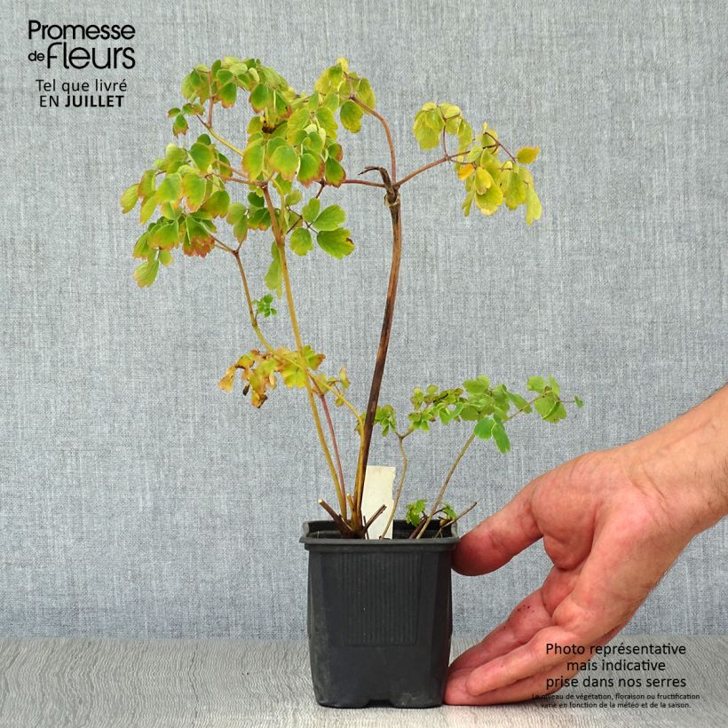 Thalictrum aquilegifolium Album - Meadow-rue 8/9 cm pot sample as delivered in summer