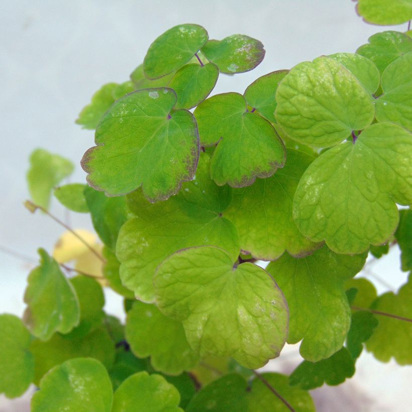 Thalictrum aquilegiifolium - Meadow-rue (Foliage)