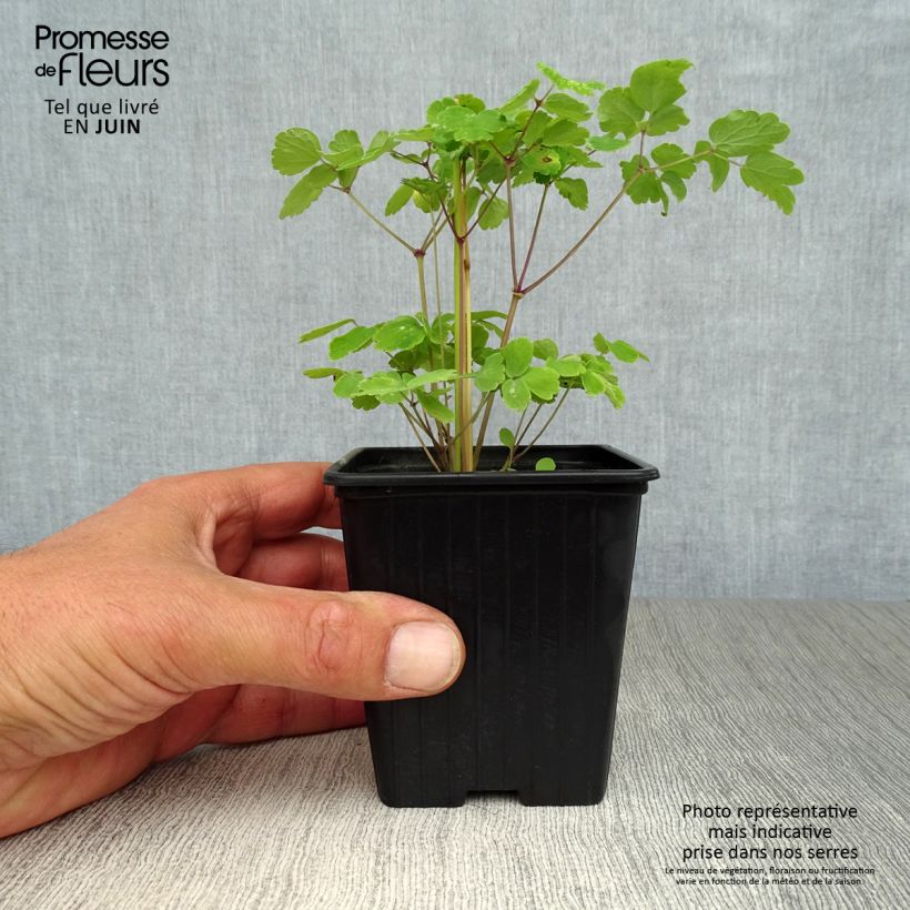 Thalictrum aquilegiifolium - Meadow-rue 7/8 cm pot sample as delivered in summer