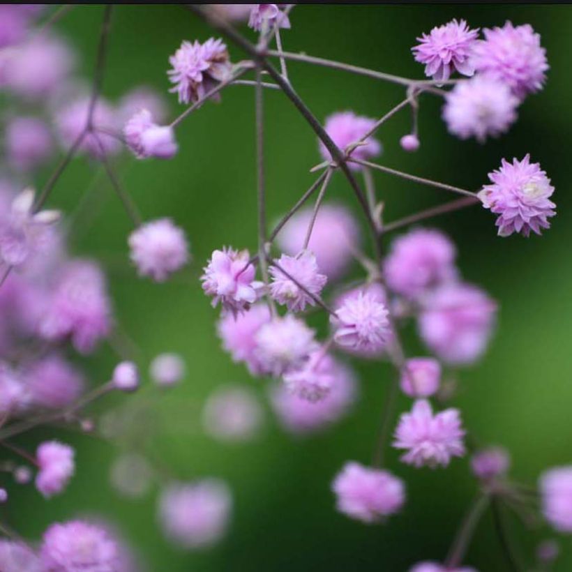 Thalictrum aquilegifolium Thundercloud - Meadow-rue (Flowering)