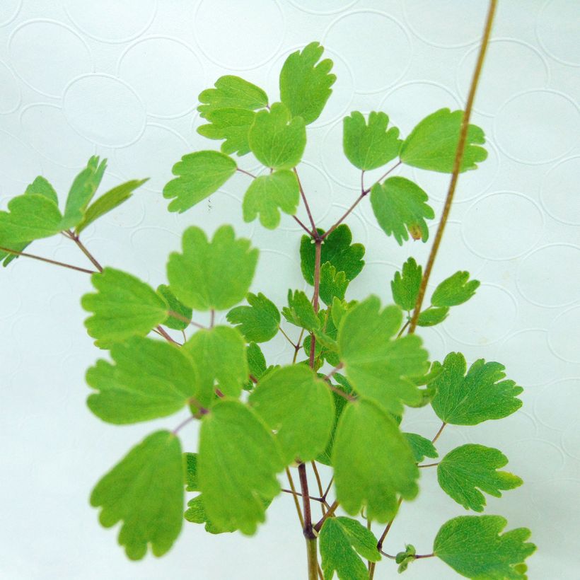 Thalictrum aquilegifolium Thundercloud - Meadow-rue (Foliage)