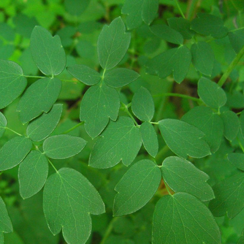 Thalictrum delavayi - Meadow-rue (Foliage)