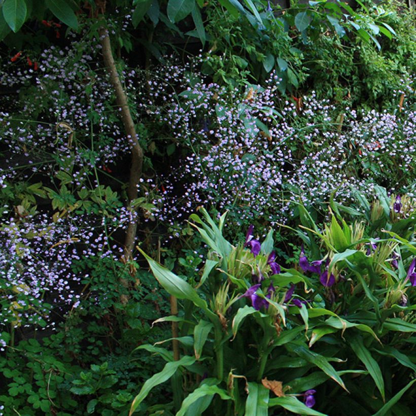 Thalictrum delavayi - Meadow-rue (Flowering)