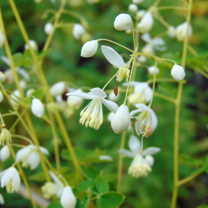 Thalictrum delavayi Album - Meadow-rue (Flowering)