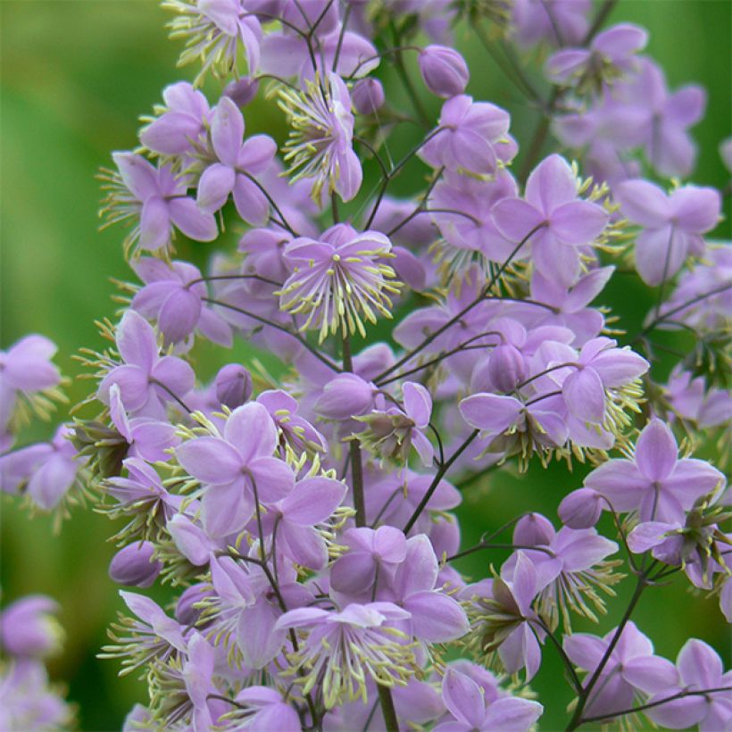 Thalictrum delavayi Ankum - Meadow-rue (Flowering)